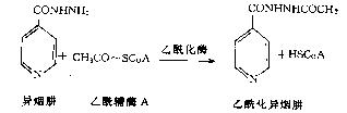 异烟肼的灭活过程