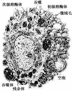 巨噬细胞超微结构立体模式图 