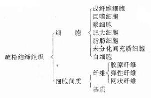 疏松结缔的组成