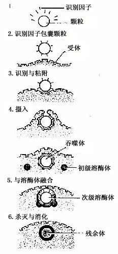 巨噬细胞特异性吞噬过程示意图 