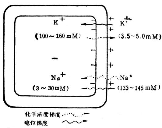 细胞中化学浓度梯度和电位梯度 