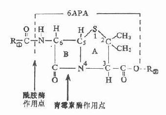 青霉素的基本结构