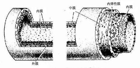 血管一般结构模式图 