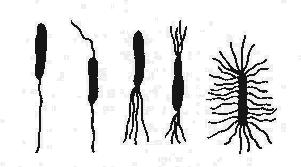 细菌的鞭毛(示意)