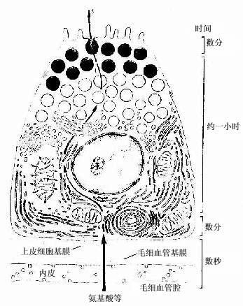 胰腺浆液细胞分泌过程示意图 