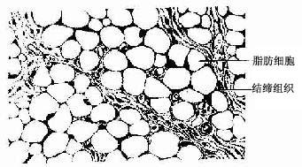 脂肪组织