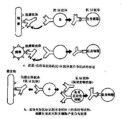 独特型相互作用形成自身免疫