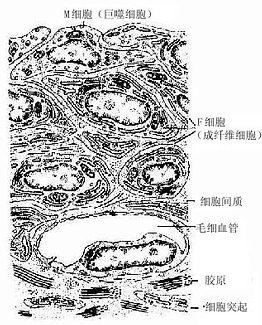 滑腊超微结构模图 