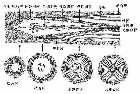 骨单位形成过程模式图 