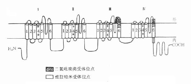 钙通道α亚单位的分子结构与二类受体的结合位点