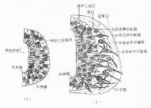 神经管上皮的早期分化 