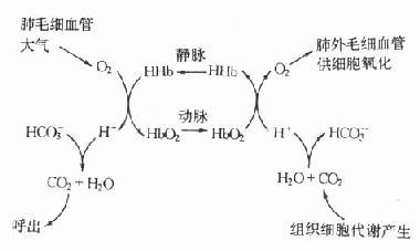 2和CO2的等氢运输