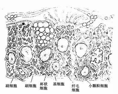 气管上皮超微结构模式图 