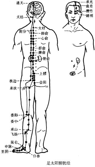 足太阳膀胱经