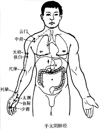 手太阴肺经