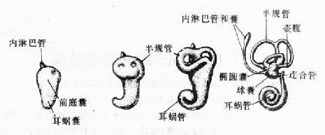 听泡的发育（第5～8周） 