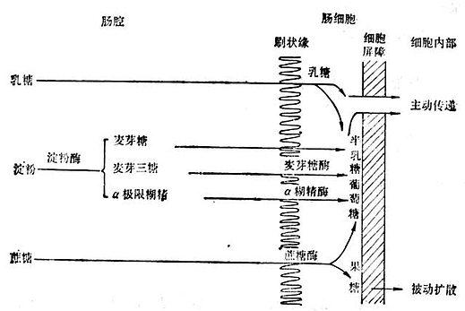 碳水化合物的消化和吸收