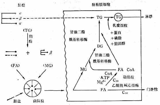 脂肪消化吸收过程 