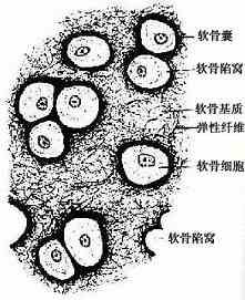 弹性软骨 