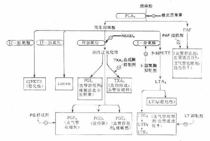 自膜磷脂生成的各种物质及其作用以及抗炎药的作用部位示意图