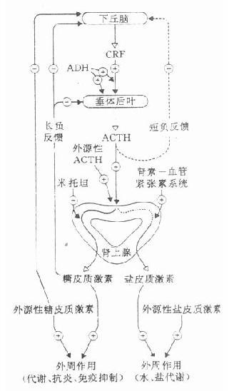 下丘脑-垂体前叶-肾上腺皮质的调节系统示意图