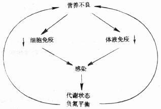 营养不良与感染的关系