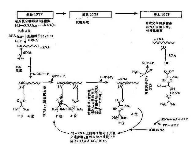 翻译过程(蛋白质合成)图解