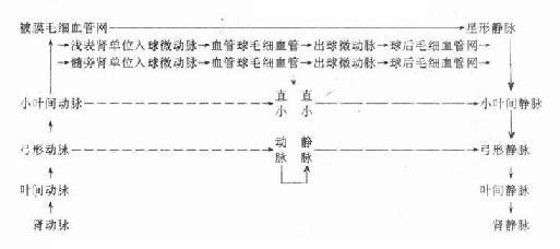 肾的血循环 