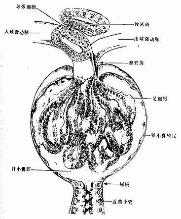 肾小体与球旁复合体立体模式图 