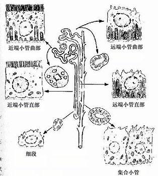 泌尿小管各段上皮细胞结构模式图 