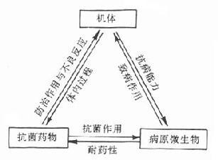 机体、抗菌药物及病原微生物的相互作用关系