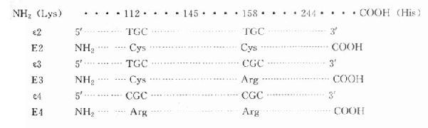 人ApoE三种主要异构体的氨基酸残基及基因密码的改变位置