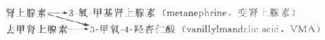 一、肾上腺髓质激素及功能紊乱