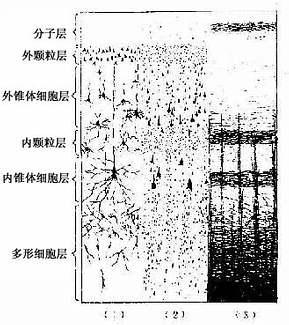 大脑皮质6层结构