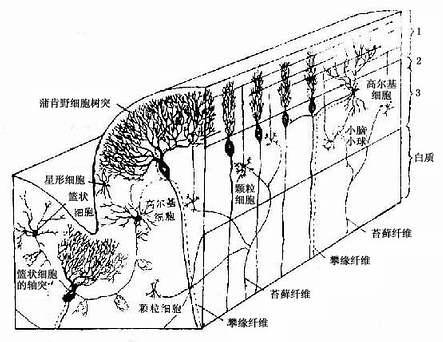 小脑皮质结构图解 