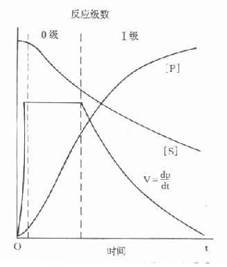 酶促反应中基质[S]、产物[P]