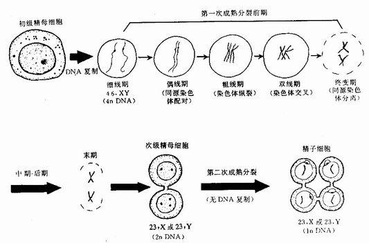 生殖细胞成熟分裂示意图 