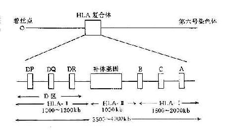 人类HLA复合体结构示意图