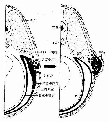 肢芽发生示意图 