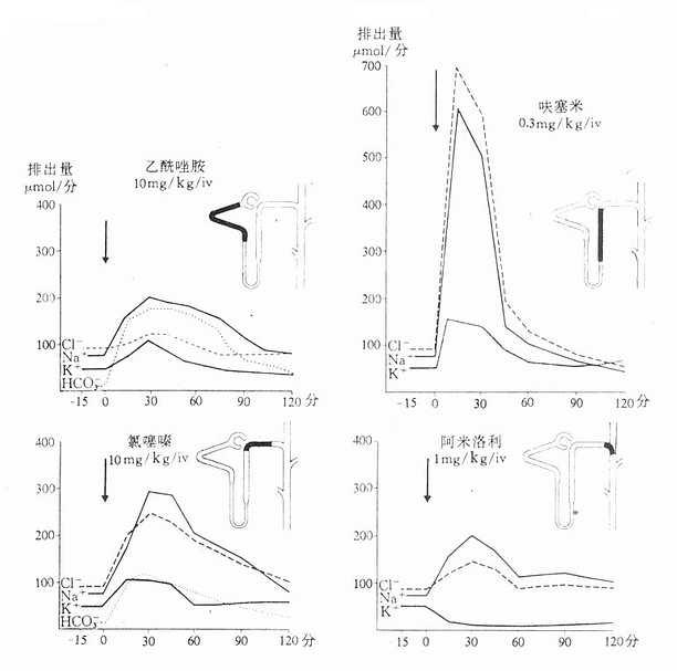 比较三类（四个药）重要利尿药的作用部位（在肾单位用黑色标记）、作用强度、作用持续时间以及不同电解质自尿中的排出量