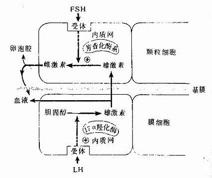 颗粒细胞与膜细胞协同合成雌激素示意图