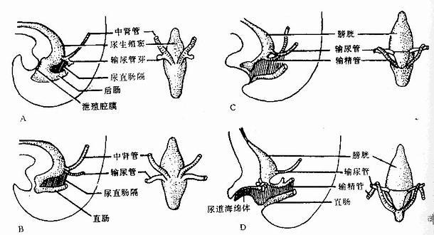 泄殖腔的分隔及中肾管和输尿管的位置改变（男性） 