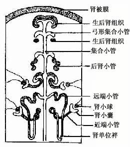 集合小管与肾单位的发生