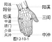 手少阳三焦经穴