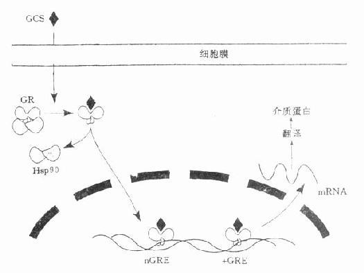 皮质激素作用机制示意图