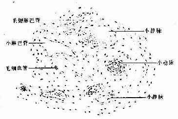 小动脉、小静脉、毛细血管和小淋巴管