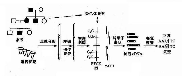 pERT87系列探针对7个DMD患儿的Sorthern印迹分析