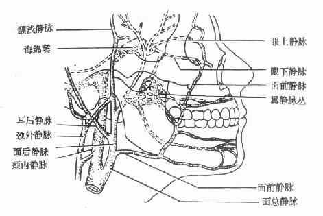 口腔颌面静脉