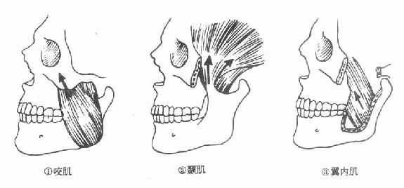 升颌肌群