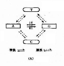 碱基置换类型